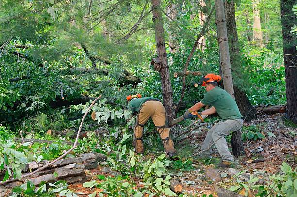 Professional Tree Service in Emporia, VA